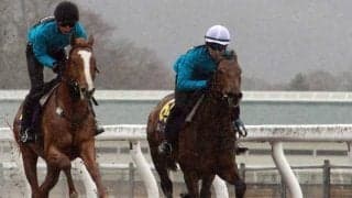 JRAブリーズアップセール上場予定の53頭が騎乗供覧 日高育成牧場で展示会