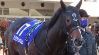 豪G1馬の半弟が1年ぶり復帰戦 仕上がりも悪くなく