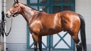 「マッドクールの進化に匹敵」 充実ぶり目立つ今ならマイラーズCで大物食いも