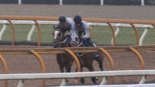 スマートファントム、天皇賞(春)1週前追い切り速報/栗東トレセンニュース