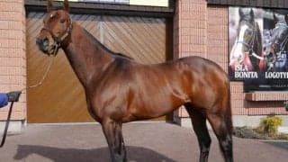 日本で種牡馬繋養中ドレフォンの半妹 日曜福島3R古川奈穂騎手で初陣