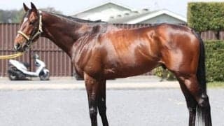 臀部の筋肉は「前走以上に映る」天皇賞(春)で悲願GI獲りへ仕上がり文句なし