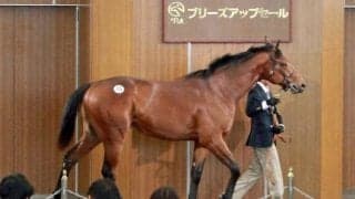 最高価格はレーベンスティールの半弟が2970万円 2024JRAブリーズアップセール