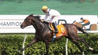 【チャンピオンズマイル】4連覇がかかるゴールデンシックスティは7番ゲートへ