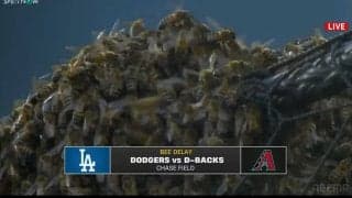大谷翔平の試合で蜂が大量発生！ 予期せぬ遅延アクシデントにスタジアムが神対応「Let It Be」のBGMにネット喝采 「大谷“蜂”号ホームランを」の声 