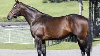 レッドベルジュールがフレッシュマンサイアーの一番星に わずか3戦で現役引退した重賞ウイナー