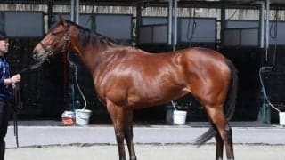 「悲願のGIタイトル獲得の大チャンス」 心身ともに充実の今ならヴィクトリアMで女王戴冠も