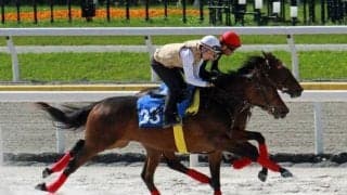 千葉サラブレッドセール2024が開催 最高価格は1億超えのナダル産駒