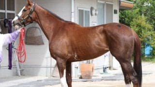 好走のポイントは馬体重にあり！ オークスで必須“折り合って溜める”でGI獲りへ