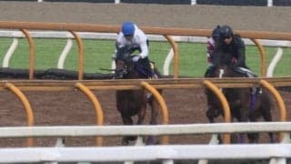 ジャスティンミラノ、日本ダービー1週前追い切り速報/栗東トレセンニュース