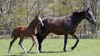 27歳アルーリングアクトがステルヴィオの牡馬を出産 過去10年では最高齢出産