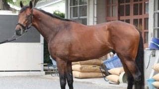 「例えるならキングカメハメハ」 日本ダービー制覇へ仕上がり万全な一頭とは？