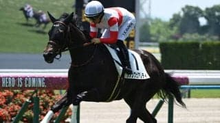 【京都5R新馬戦結果】JRAの新馬勝ち第1号はキズナ産駒のダノンフェアレディ