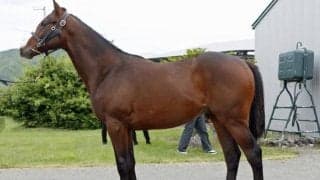 最優秀賞はホッコータルマエ産駒のラフメイカーの2023 新ひだか町で1歳馬育成管理品評会