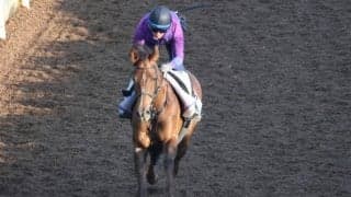 ピンハイなど、先週の入厩情報/栗東トレセンニュース