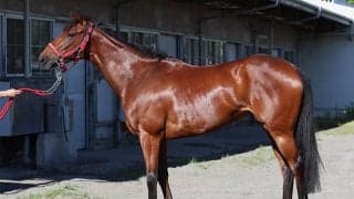 爆発力は牡馬相手でも見劣りせず エプソムCで重賞初制覇へ「良馬場ならこの馬」