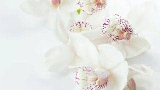 白髪を抜いてはいけない理由とは？対処法も紹介