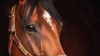 【マーメイドS／追い切り診断】能力上位馬に「B」の低評価　掛かり気味で手応え失う……“余裕のない”精神面に懸念