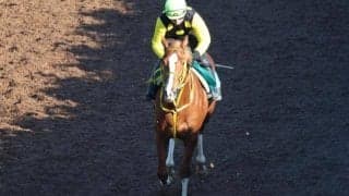 重賞4勝を挙げたワンカラットの孫 初陣へダイナミックなフットワーク/関西馬メイクデビュー情報