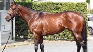 宝塚記念で“不動の本命” グランプリ連勝へ「1番人気であろうと逆らう気は起きません」