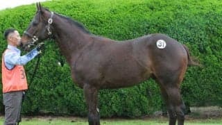 総売り上げは5年連続でレコード更新 24年最初の九州1歳市場