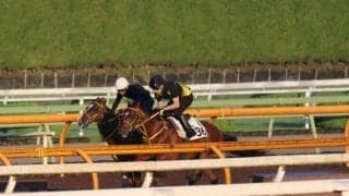 メイショウハリオ、帝王賞追い切り速報/栗東トレセンニュース