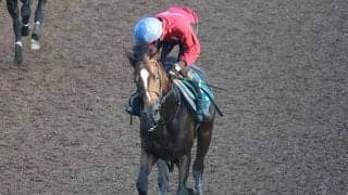 「ウマ娘」藤田晋オーナーの2億1000万円馬 デビュー戦Vへ万全態勢