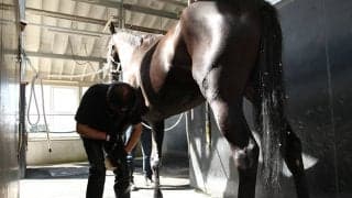 【装蹄師・西内荘コラム】ディープボンド…雨馬場でも本領発揮といきたいところ