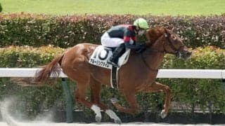 【東京1R】菅原明「さらに良くなる」アルーリングタイムが約11ヶ月ぶり休養明けで快勝