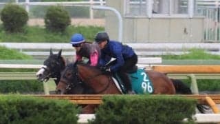 短距離重賞3勝馬ハクサンムーンの姪 ロワンが永島まなみ騎手を背に初陣/関西馬メイクデビュー情報