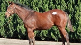 ノーザンファームミックスセール出身馬が初V 22日の東京新馬戦で