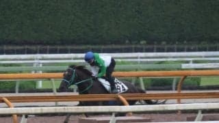 スレイマン、プロキオンS1週前追い切り速報/栗東トレセンニュース