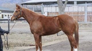 【JRA新馬戦】グランプリエンゼルの仔モズナナスターなどがデビュー