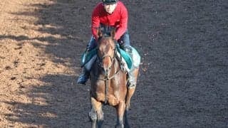 福岡ソフトバンクホークス・柳田悠岐選手の所有馬セイフウサツキ 武豊騎手を背にデビューVなるか