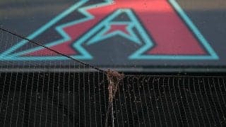 千葉vs鹿児島戦前にアクシデント発生…「蜜蜂の群れ発生」で他券種へのチケット取替え実施をアナウンス