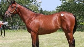 最高価格は南関実績馬の半弟で1045万円 サラブレッド1歳「八戸市場」が開催