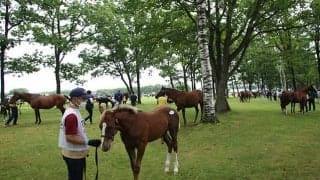 良血コントレイル産駒がリザーブ価格7000万円 セレクトセール2日目で億超えが期待される当歳馬は？