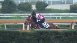 テンカハル、マーキュリーC追い切り速報/栗東トレセンニュース