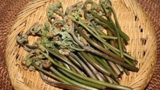 わらびの驚くべき効果効能