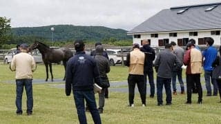 セレクトセールに先立ち上場馬視察研修が行われる 青年部員ほか牧場スタッフなど約50人参加