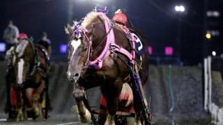 【ばんえい大賞典】ホクセイハリアーが重賞初制覇…渡来「必死で追いました」