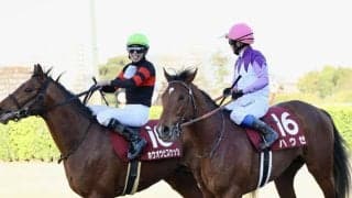 【函館記念登録馬】ホウオウビスケッツなど20頭