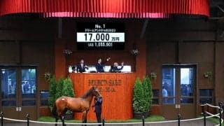 【セレクトセール2024】1頭目のドリームアンドドゥの2023は大空企画が1億7000万円で落札
