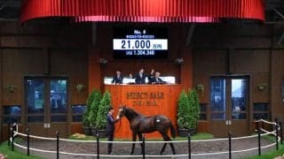 【セレクトセール2024】サートゥルナーリア産駒が2億1000万円で落札