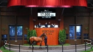 セレクトセール開幕…上場番号1番ロードカナロア産駒が1億円超えで落札