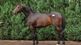 【セレクトセール2024】里見治氏がサートゥルナーリア産駒を1億8000万円で落札