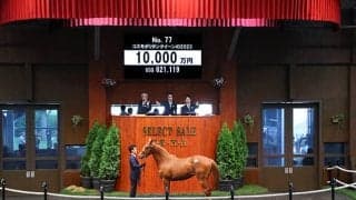 【セレクトセール2024】コスモポリタンクイーンの2023は1億円 (同)DMM.comが落札