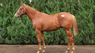 【セレクトセール2024】オルフェーヴル産駒が2億円