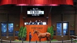 【セレクトセール2024】デルマソトカゲ全弟は1億5500万円 ディープインパクト、ソダシなど所有の金子真人ホールディングス(株)が落札