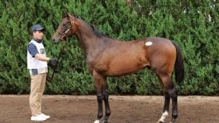 【セレクトセール2024】コントレイル産駒が2億5000万円…アスクビクターモア半弟